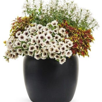 Petunia - Supertunia&reg; 'Latte'