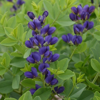 Baptisia (False Indigo) - Decadence&reg; 'Sparkling Sapphires'