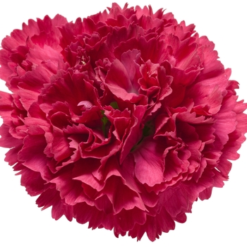 Dianthus (Pinks) - Fruit Punch&reg; 'Cranberry Cocktail'