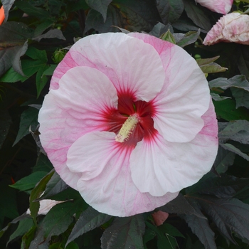 Hibiscus 'Perfect Storm' USPPAF (Rose Mallow) - Summerific® Perfect Storm