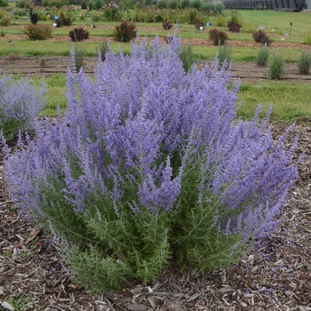 Perovskia atriplicifolia (Russian Sage) - 'Denim 'n Lace'