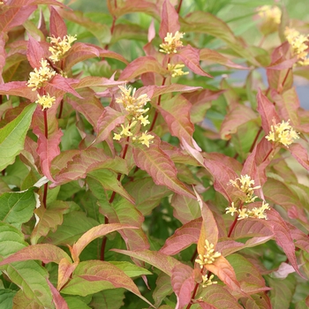 Diervilla (Bush Honeysuckle) - Kodiak&reg; 'Orange'
