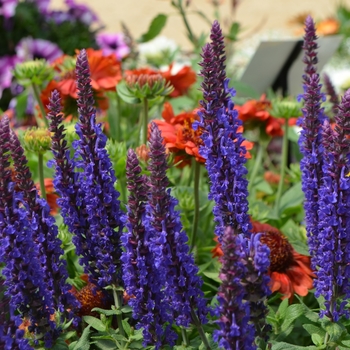 Salvia nemorosa - Sensation&reg; 'Deep Blue Improved'