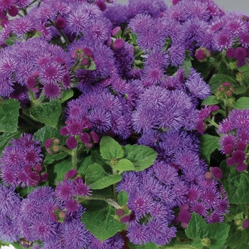 Ageratum houstonianum (Flossflower) - Artist® Blue Ageratum houstonianum (Flossflower) - Artist® Blue