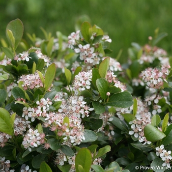 Aronia melanocarpa - 'Low Scape Mound&reg;' Chokeberry