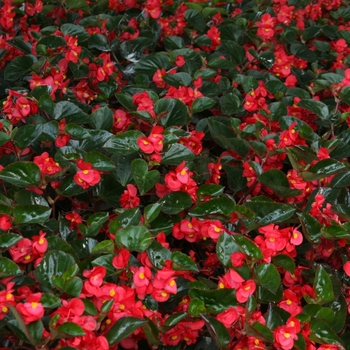 Begonia benariensis - Surefire® Red Begonia benariensis - Surefire® Red