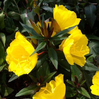 Oenothera fruticosa - 'Fireworks (Fyrverkeri)' Sundrops