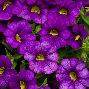 Calibrachoa - Superbells® Blue Calibrachoa - Superbells® Blue