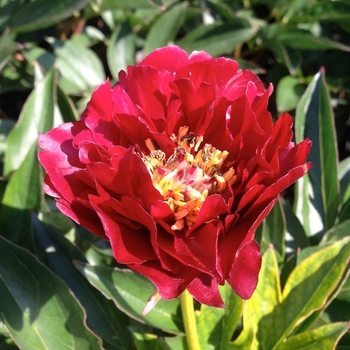 Paeonia - 'Buckeye Belle' Peony