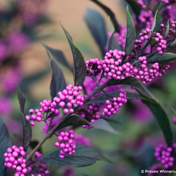 Callicarpa ''Pearl Glam®'' NCCX2 PP28312 (Beautyberry) - Pearl Glam® Beautyberry
