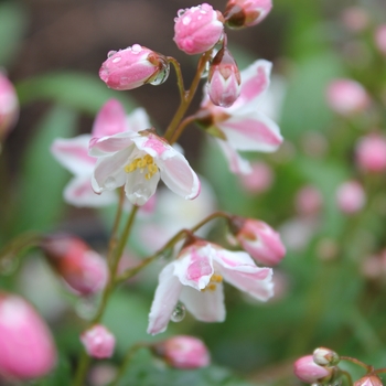 Deutzia - Yuki Cherry Blossom® Deutzia - Yuki Cherry Blossom®