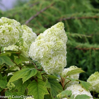 Hydrangea quercifolia - 'Gatsby Moon®' Oakleaf Hydrangea