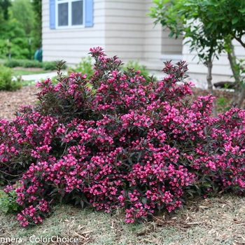 Weigela florida - Spilled Wine&reg;