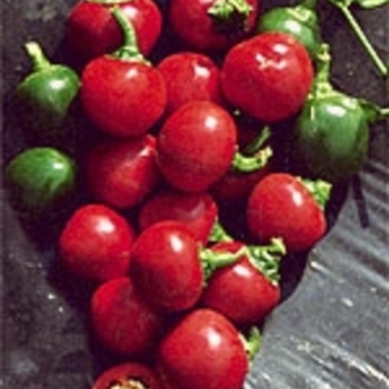 Capsicum annuum ''Sangria'' (Ornamental Pepper) - Sangria Ornamental Pepper Capsicum annuum ''Sangria'' (Ornamental Pepper) - Sangria Ornamental Pepper