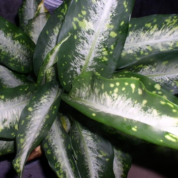 Dieffenbachia - 'Panther' Dumbcane Dieffenbachia - 'Panther' Dumbcane