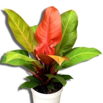 Philodendron 'Prince of Orange' (Philodendron) - Prince of Orange Philodendron