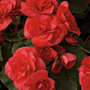 Begonia x hiemalis (Rieger Begonia) - Solenia® 'Red' Begonia x hiemalis (Rieger Begonia) - Solenia® 'Red'