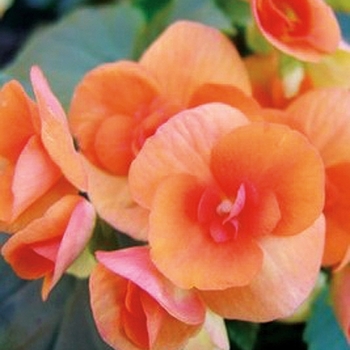 Begonia x hiemalis - 'Batik' Rieger Begonia Begonia x hiemalis - 'Batik' Rieger Begonia