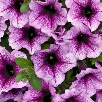 Petunia - Supertunia&reg; Bordeaux&trade;
