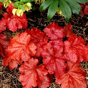 Heuchera 'Fire Alarm' PP24525 (Coral Bells) - Fire Alarm Coral Bells