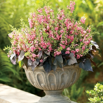 Angelonia (Summer Snapdragon) - Angelface® 'Perfectly Pink' Angelonia (Summer Snapdragon) - Angelface® 'Perfectly Pink'