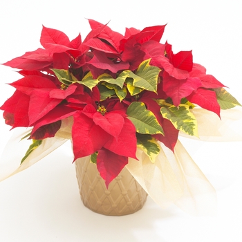 Euphorbia pulcherrima - 'Tapestry' Poinsettia