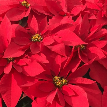 Euphorbia pulcherrima - 'Prestige Early Red' Poinsettia