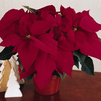 Euphorbia pulcherrima - 'Prestige Red' Poinsettia