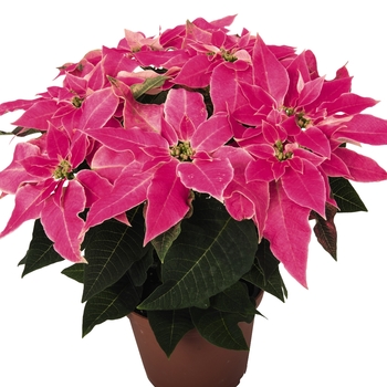 Euphorbia pulcherrima - 'LUV U Pink' Poinsettia
