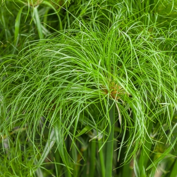 Cyperus papyrus (Dwarf Egyptian Papyrus) - Graceful Grasses® 'Prince Tut™'