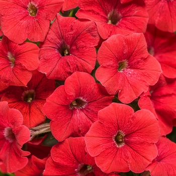 Petunia - Supertunia&reg; 'Really Red'