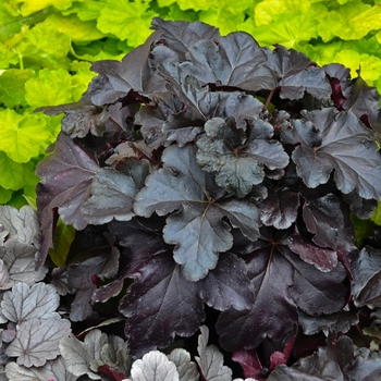 Heuchera (Coral Bells) - Primo&reg; 'Black Pearl'