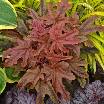 Heucherella (Foamy Bells) - Fun and Games&reg; 'Red Rover'