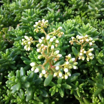 Sedum album - 'Coral Carpet' Stonecrop