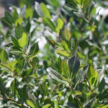 Ilex verticillata (Winterberry Holly) - Little Goblin® 'Guy'