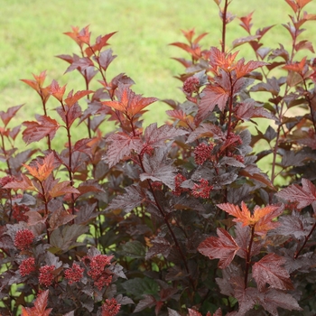 Physocarpus opulifolius - 'Ginger Wine&reg;' Ninebark