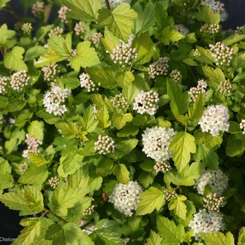 Physocarpus o. ''SMNPOTWG'' PP28857,CBR 5940 - Tiny Wine® Gold Ninebark Physocarpus o. ''SMNPOTWG'' PP28857,CBR 5940 - Tiny Wine® Gold Ninebark