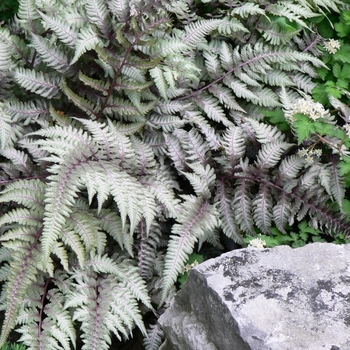 Athyrium niponicum - 'Pictum' Japanese Painted Fern