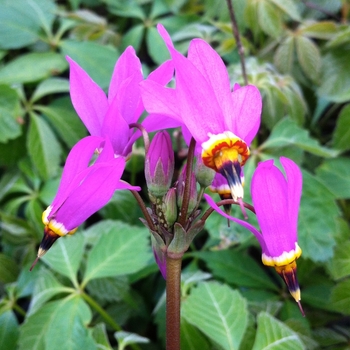 Dodecatheon - 'Aphrodite' Giant Shooting Star