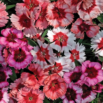 Dianthus chinensis (Pinks) - Super Parfait&trade; 'Mix'