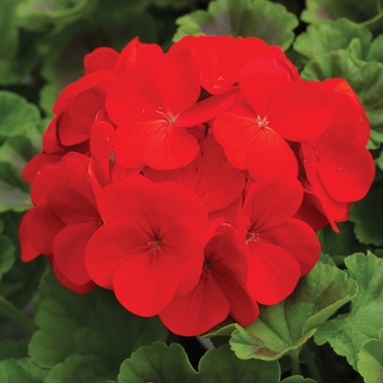 Pelargonium x hortorum (Zonal Geranium) - Pinto™ Premium 'Deep Red'