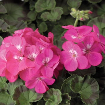 Pelargonium x hortorum (Zonal Geranium) - Pinto™ Premium 'Deep Rose'