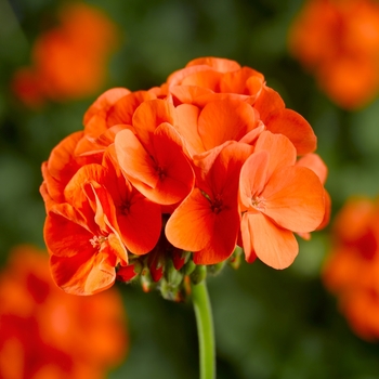 Pelargonium x hortorum (Zonal Geranium) - Pinto™ Premium 'Orange'