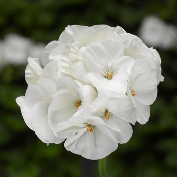 Pelargonium x hortorum (Zonal Geranium) - Pinto™ Premium White