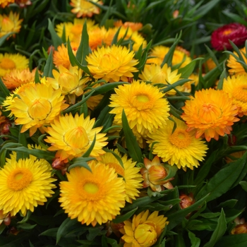 Bracteantha bracteata - 'Cottage Yellow' Strawflower