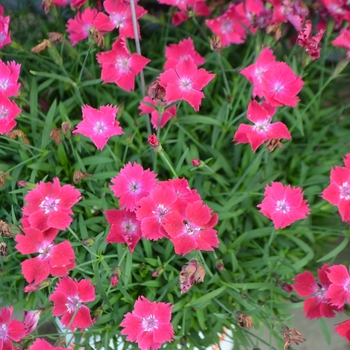 Dianthus gratianopolitanus (Carnation) - Kahori&reg; 'Scarlet'