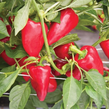 Capsicum annuum 'Numex Twilight' (Ornamental Pepper) - Numex Twilight Ornamental Pepper Capsicum annuum 'Numex Twilight' (Ornamental Pepper) - Numex Twilight Ornamental Pepper