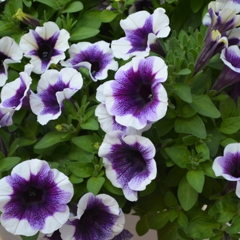Petunia - Potunia 'Purple Halo'