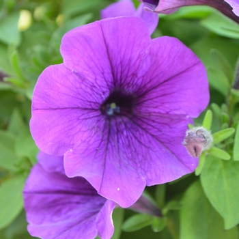 Petunia - Potunia 'Cobalt Blue'