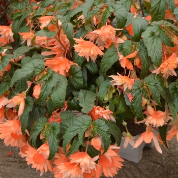 Begonia (Tuberous Begonia) - Belleconia™ 'Soft Orange'